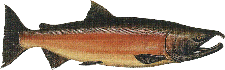 Salmon Picture